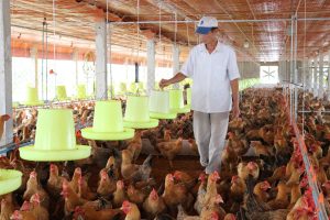 Tái cấu trúc ngành chăn nuôi gia cầm